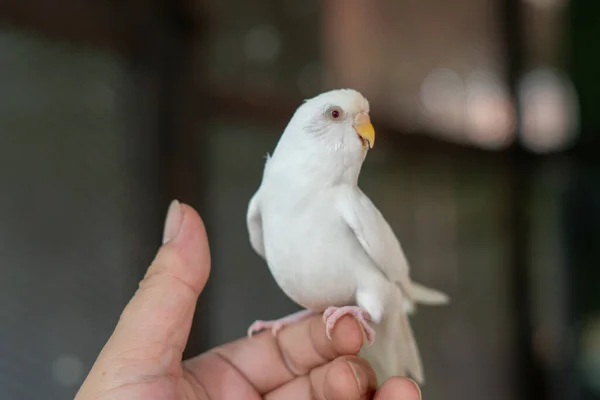 Beyaz Budgerigar Kafeste Muhabbet Kuşları — Stok fotoğraf