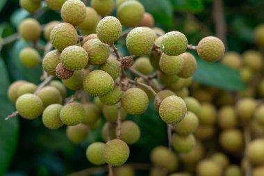 Tayland 'da tropikal meyveler. Tropikal meyveler ağaçta, Longan demetleri Longan ağacında