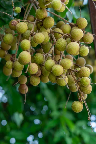 Tayland 'da tropikal meyveler. Tropikal meyveler ağaçta, Longan demetleri Longan ağacında