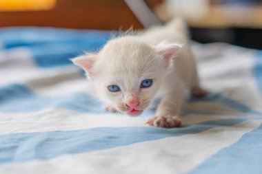 Mavi Gözlü Güzel Beyaz Kedi Rahatlatıcı