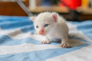 Mavi Gözlü Güzel Beyaz Kedi Rahatlatıcı