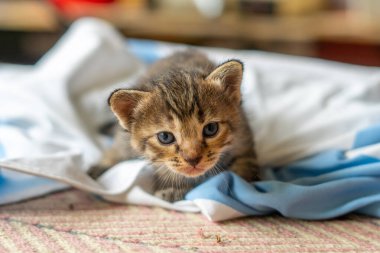 Şirin tekir kedicik pencerenin yanında oturur ve ileriye bakar.