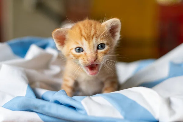 Yellow Tabby Kitten Aged Weeks — Stock Photo, Image