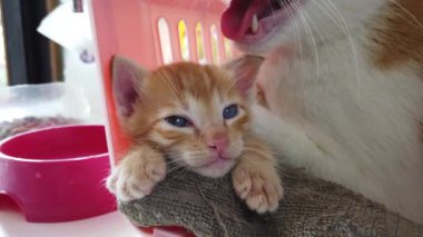 Kedi pencere eşiğinde uyuyan mutlu bir aile. Üç renkli kedi, güneş ışığı ışınlarında tatlı bir videoda bir pencerenin üzerinde uyur. kedi yaşam tarzı evcil hayvan ailesi üyesi
