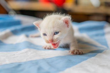 Mavi Gözlü Güzel Beyaz Kedi Rahatlatıcı