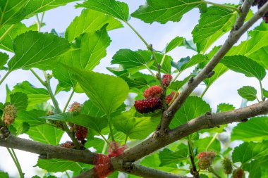 Dut meyvesi ve ağaç. Dalın üzerinde siyah olgun ve kırmızı olgunlaşmamış dut ağacı. Taze ve sağlıklı dut meyvesi.