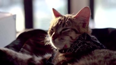 Yaşlı Gri Tekir Kedisi Uyuyan Kedi portresi. Tembel Sakin Evcil Hayvan