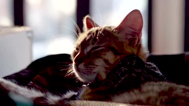 Portrait Old Gray Tabby Domestic Cat Falls Asleep Lazy Calm — стоковое видео