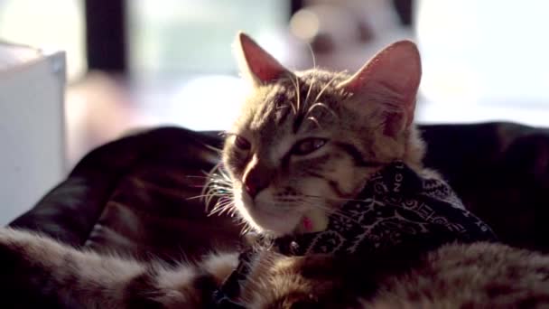 Portrait Old Gray Tabby Domestic Cat Falls Asleep Lazy Calm — стоковое видео