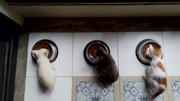 Cat Eating Fresh Blikken Kattenvoer Van Silver Bowl Thuis Huisdier — Stockvideo