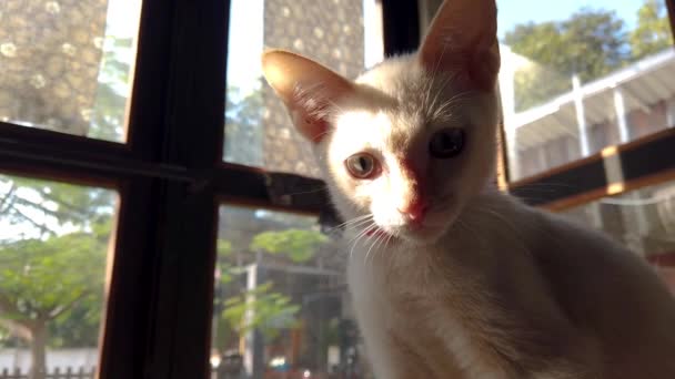 Adorable Gatito Blanco Está Curiosamente Mirando Cámara — Vídeo de stock