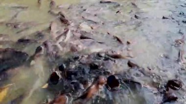 Nehirde yemek yemeye çalışan bir sürü Swai balığı var.