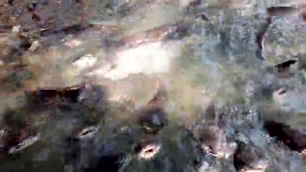 Hel Del Swai Fisk Floden Försöker Äta Mat — Stockvideo