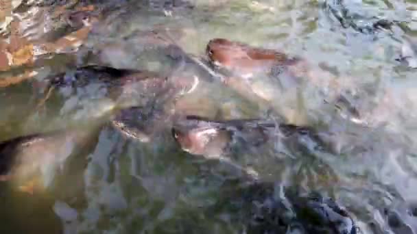 河中有很多游泳的鱼都想吃东西 — 图库视频影像