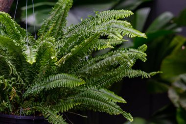 Genç eğrelti otu yaprağı. doğa arkaplanı