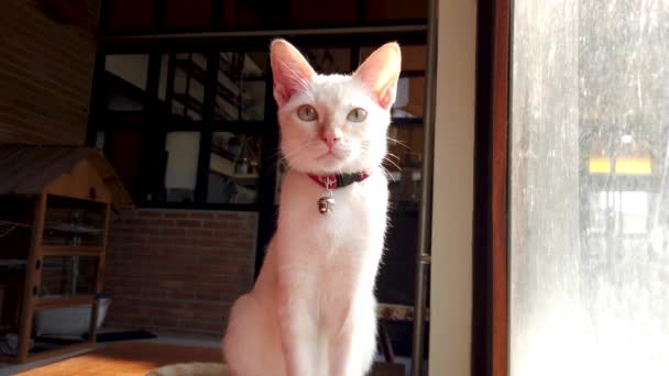 Beautiful White Cat Turns His Head Close Cat Eyes Look — Stock Video