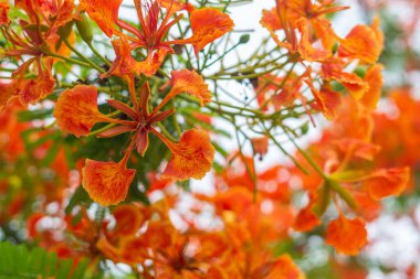 Tree with bright red flowers against sky background, closeup