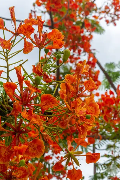 stock image Tree with bright red flowers against sky background, closeup