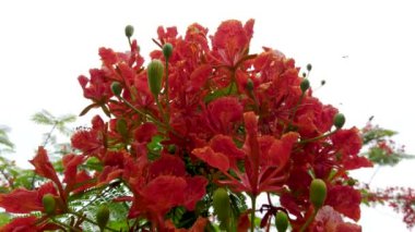 Tree with bright red flowers against sky background, closeup