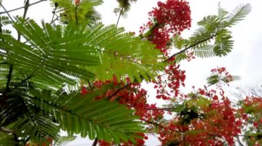 Tree with bright red flowers against sky background, closeup