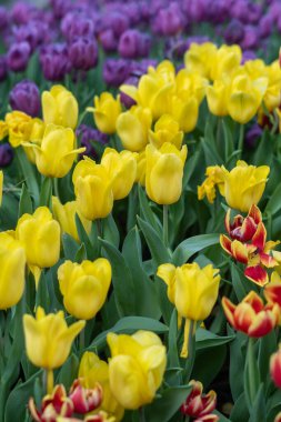 Hollanda, Europe parkında Keukenhof çiçek açan çiçekler
