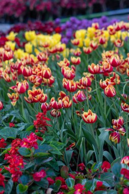 Hollanda, Europe parkında Keukenhof çiçek açan çiçekler