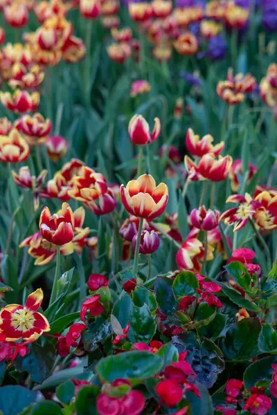 Hollanda, Europe parkında Keukenhof çiçek açan çiçekler