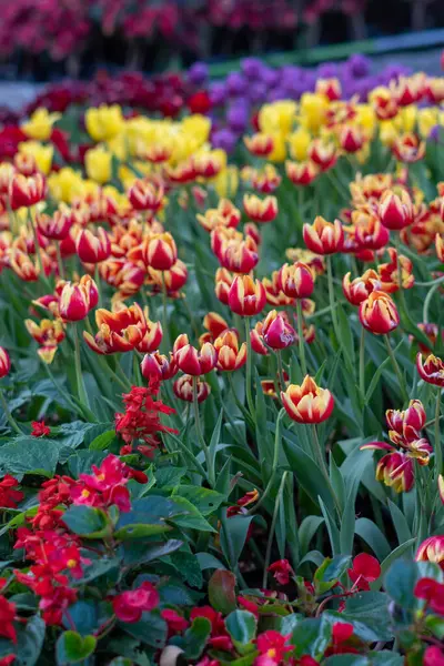 Hollanda, Europe parkında Keukenhof çiçek açan çiçekler