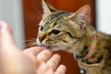 Evcil bir tekir kedinin tasma taktığı bir insanın elini yaladığı, evcil hayvan ve sahibinin yakınlaştığı ve yakınlaştığı bir an..