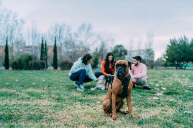 Harika boksör cinsi köpek sahibi ve arkasında daha fazla köpek oturuyor.