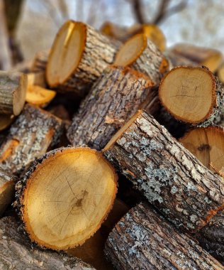 Yığılmış odun dokusu, kış için yakacak odun toplamak. Tahta testere depoları. Daire şeklinde ahşap doku. Ağaç gövdesi arkaplanı