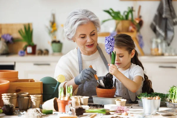 Cheerful Granny Smiling Granddaughter Transplanting Spring Flower Pot While Sitting — Stock Photo, Image