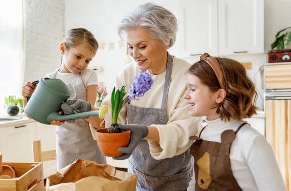 Adorable Granddaughters Helping Loving Grandmother Replanting Booming Plant Flowerpot Spring — Stock Photo, Image