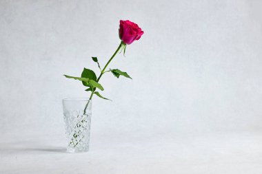 Gri arka planda izole edilmiş vazoda pembe gül