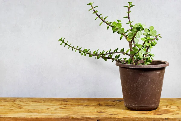 Pot Portulacaria Afra Buisson Éléphant Est Une Plante Succulente Petites — Photo