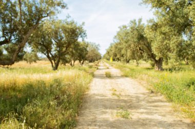 Bulanık zeytin ağaçları arka plan, Akdeniz zeytin tarlası hasat için hazır