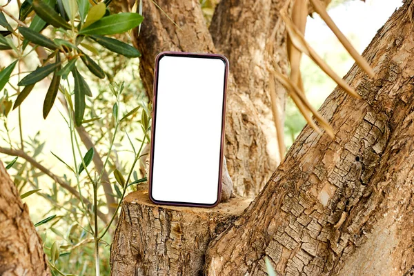 智能手机Smartphone 空白屏幕手机用于图形显示蒙太奇 透过橄榄树在树干上方建立网络服务 — 图库照片
