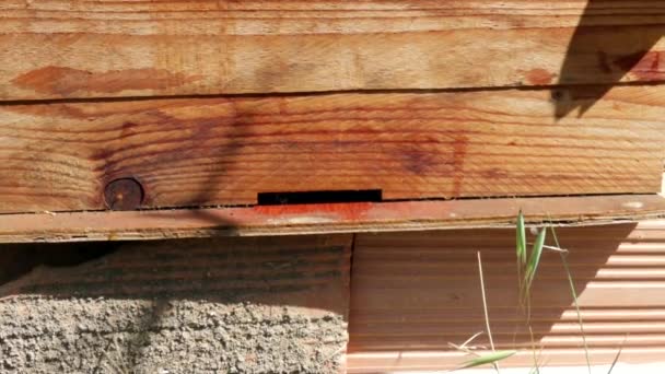 Honey Bees Swarming Flying Beehive House Bees Placed Farm Beekeeping — Stock Video