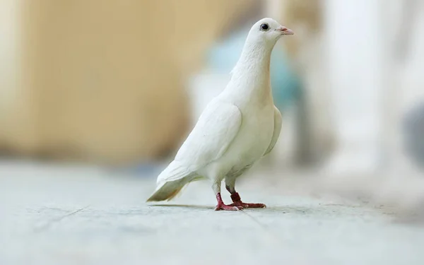 Pełny Korpus Prędkości Wyścigi Biały Gołąb Ptak Pierścieniem Banding Nogi — Zdjęcie stockowe