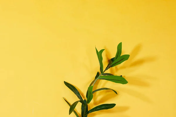 Πράσινο Φρέσκο Φυτό Αντίγραφο Χώρου Κίτρινο Φόντο — Φωτογραφία Αρχείου