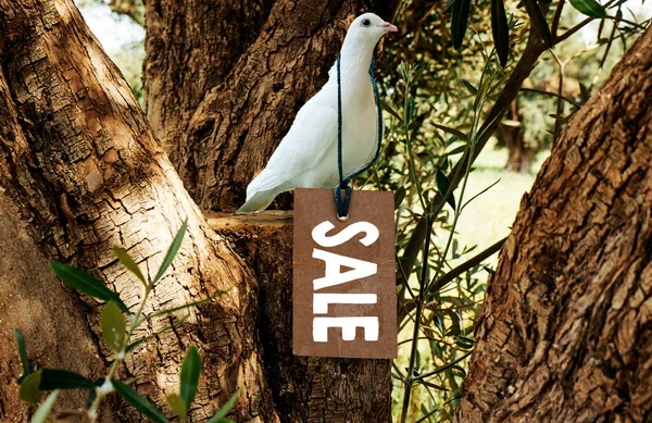 White Pigeon Hanging Tag Sale Tag Concept Olives Tree — Stock Photo, Image