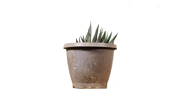 Haworthia Succulent Houseplant Flower Pot Isolated White — Stock Photo, Image