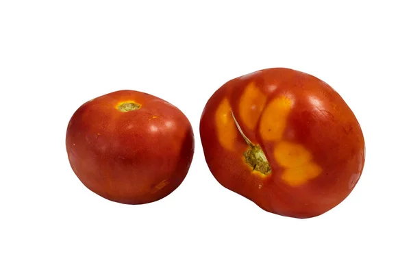 Tomates Fundo Branco Deitado Conceito Comida Tomate Sobre Fundo Branco — Fotografia de Stock