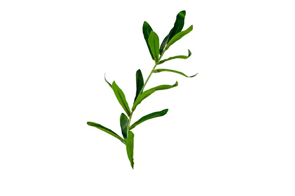 Branch Fresh Green Ruscus Leaves White Background — Stock Photo, Image