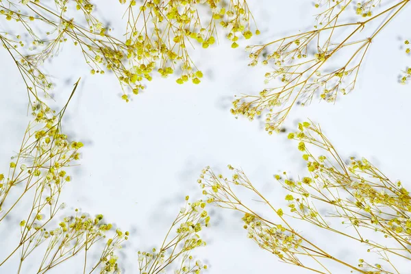 Yellow and white baby's breath, gypsophila dry flowers on gray background. flat lay, top view, copy space