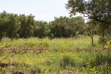 Zeytin ağaçları arka plan, Akdeniz zeytin tarlası hasat için hazır.