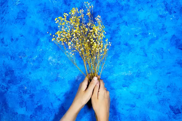 Woman hands holding a bouquet of Yellow and white baby\'s breath, gypsophila dry flowers on blue grunge background. flat lay, top view