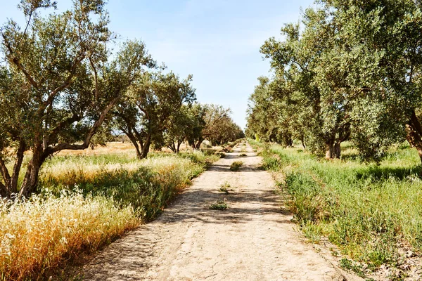 along road through Olives trees field. mediterranean olive field ready for harvest
