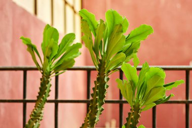 Euphorbia trigona (Afrika süt ağacı, katedral kaktüs, Habeşistan öforbisi ve yüksek şapeli olarak da bilinir) Euphorbia ingens kaktüs ağaçlarının yakın plan görüntüsü