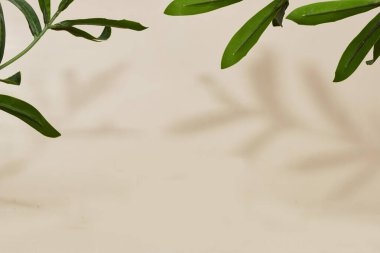 Ruscus bitkileri ve bej duvardaki yaprakların bulanık gölgesi. Ürün sunumu için en az soyut arkaplan. Bahar ve yaz